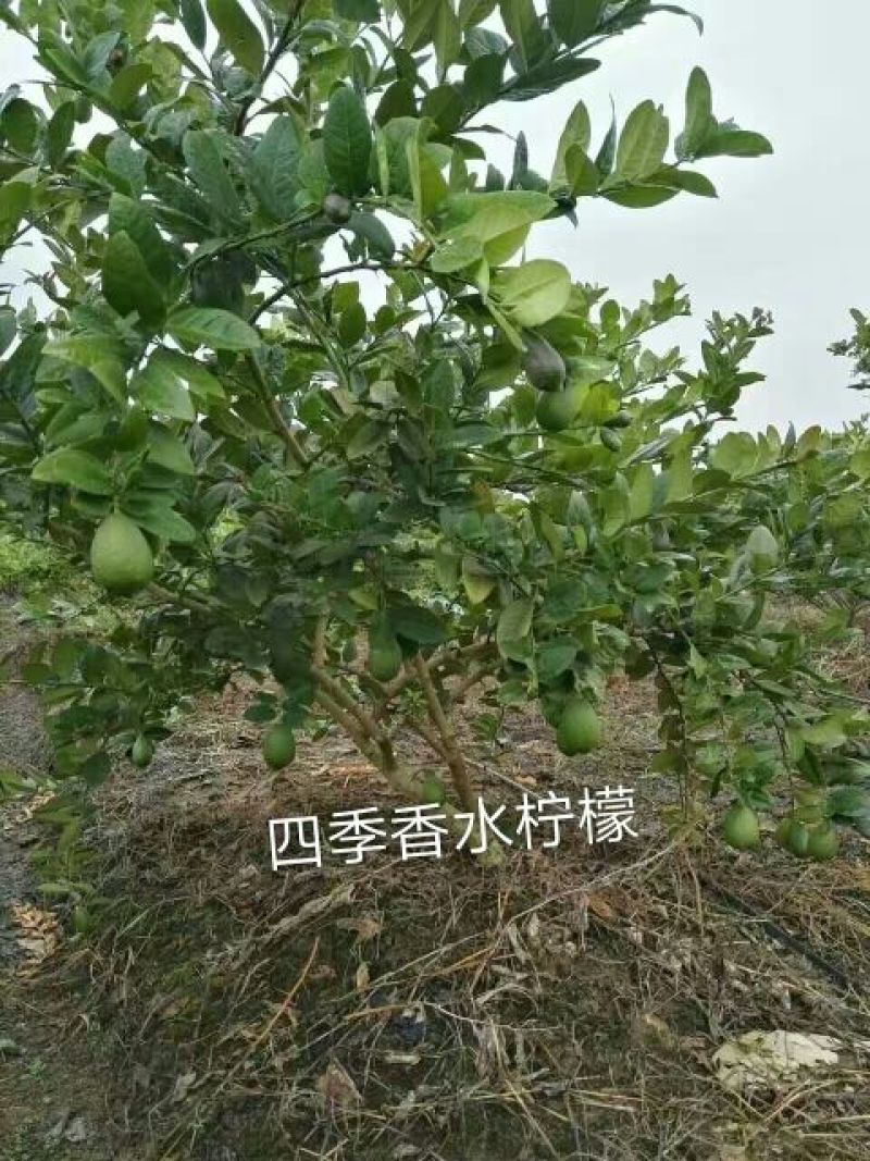 香水柠檬树苗50~80cm
