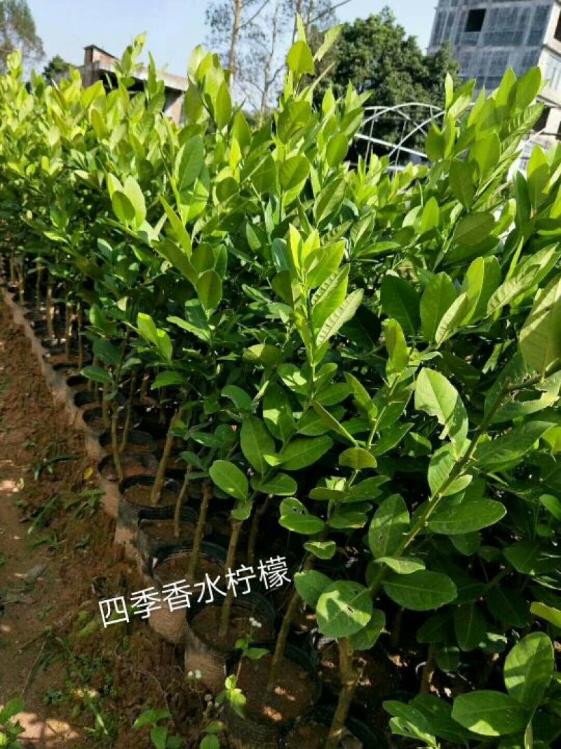 香水柠檬树苗50~80cm