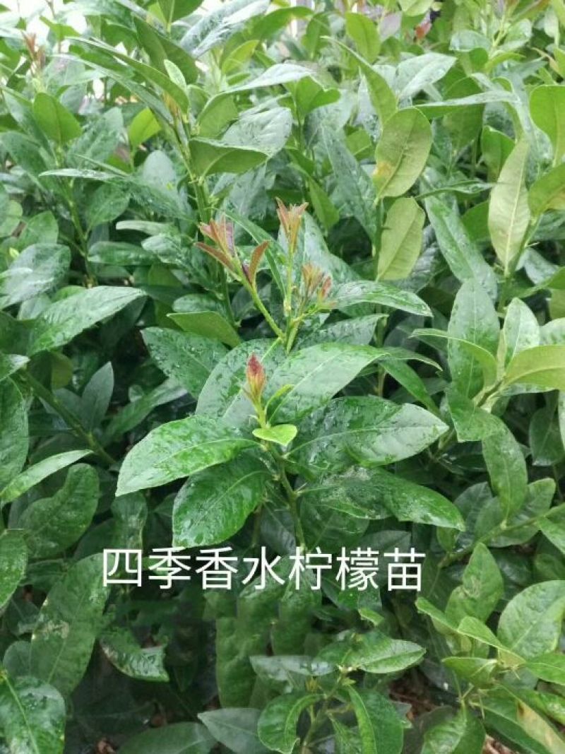 香水柠檬树苗50~80cm