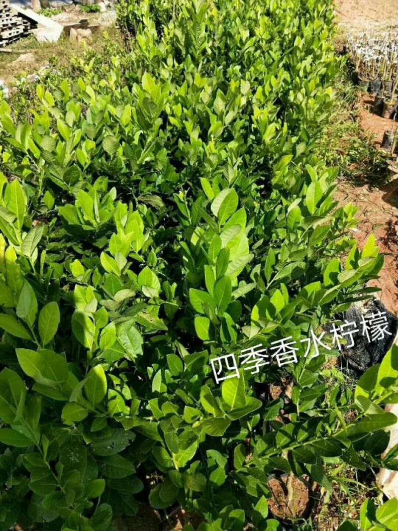 香水柠檬树苗50~80cm