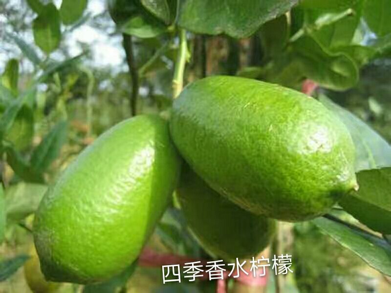 香水柠檬树苗50~80cm