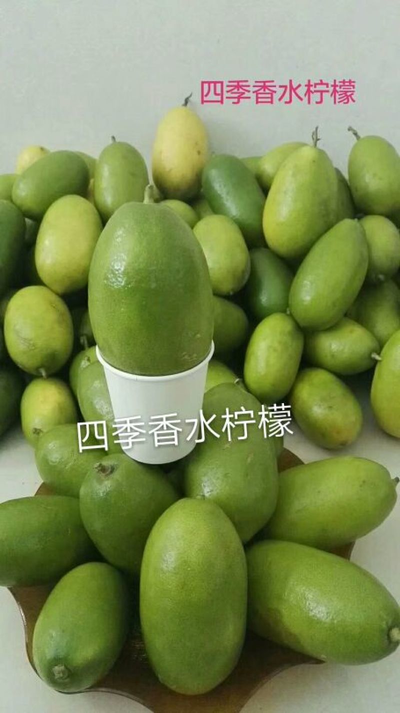 香水柠檬树苗50~80cm