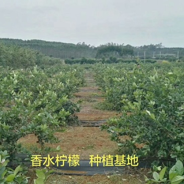 香水柠檬树苗50~80cm