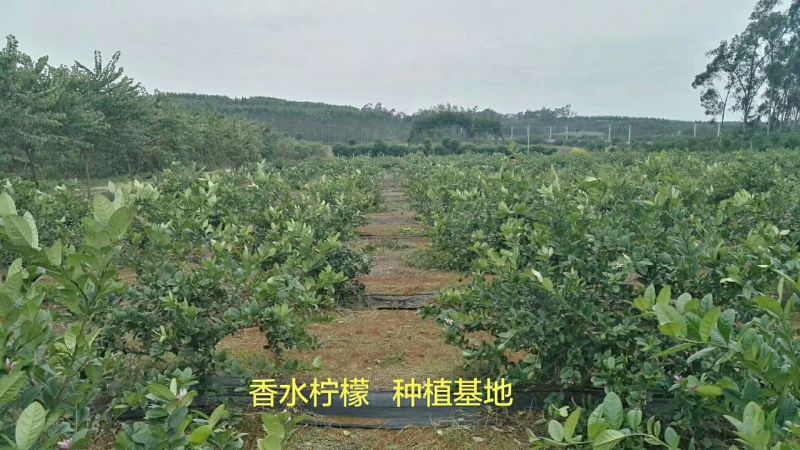 香水柠檬树苗50~80cm