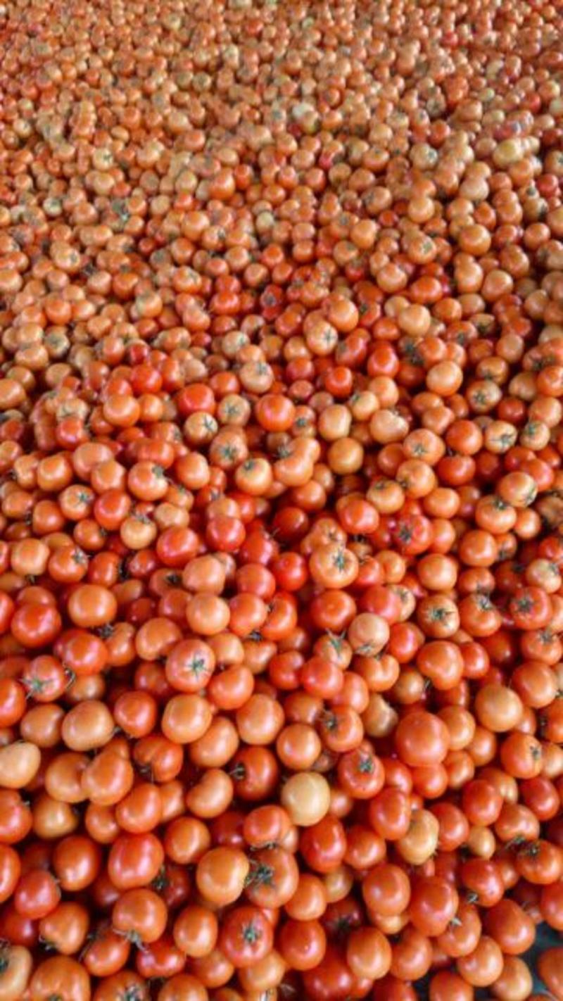 优质福建漳州西红柿弧三以上大红通货一手货源现摘现发