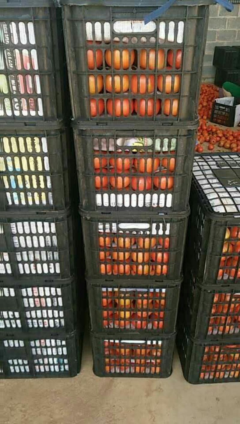 优质福建漳州西红柿弧三以上大红通货一手货源现摘现发