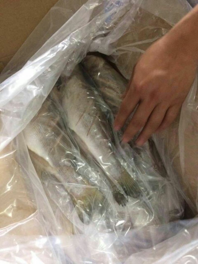 鲈鱼
