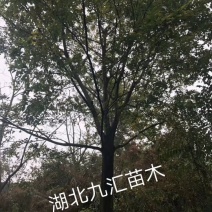 10～30公分精品朴树多杆