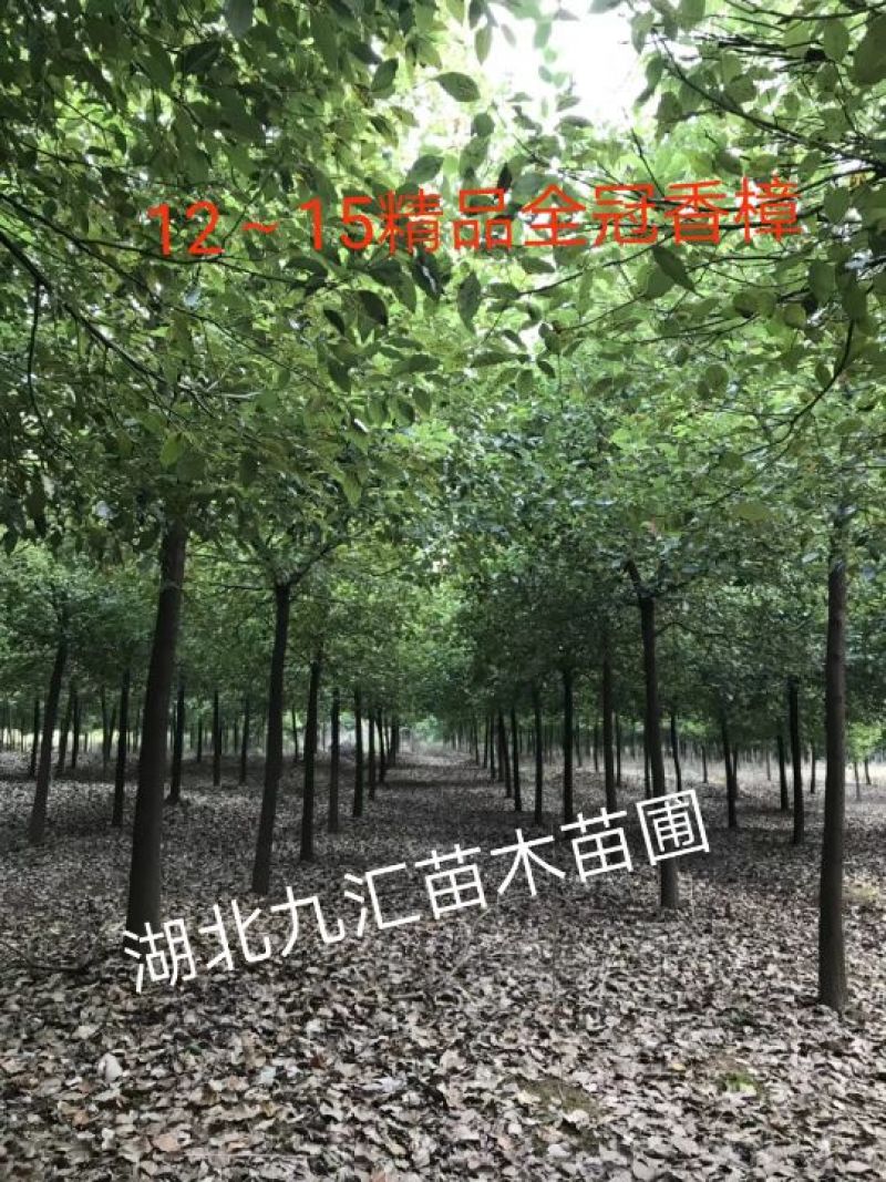 苗圃定值全冠精品香樟
