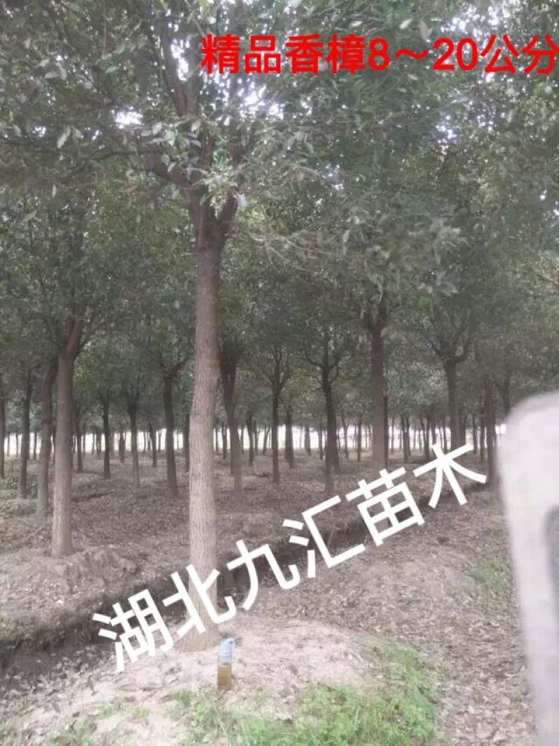苗圃定值全冠精品香樟