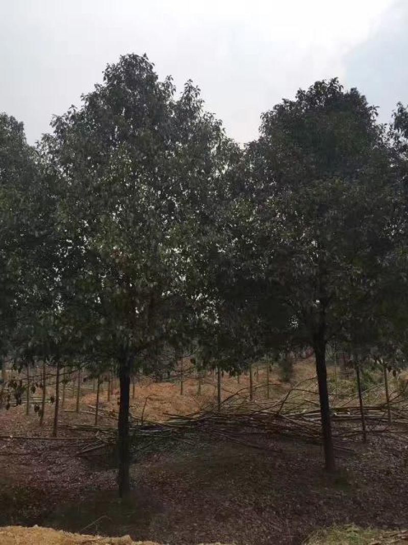 苗圃定值全冠精品香樟