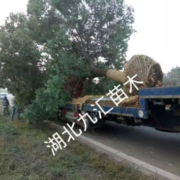 苗圃定值全冠精品香樟