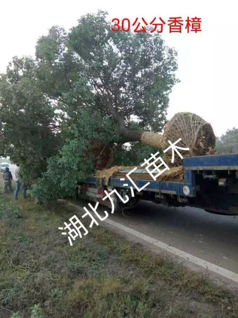 苗圃定值全冠精品香樟