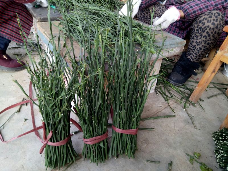 爱媛38枝条10~20cm