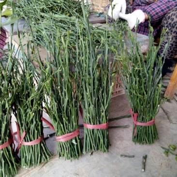 爱媛38枝条10~20cm