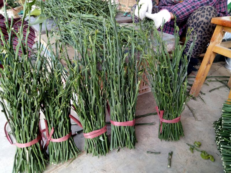 爱媛38枝条10~20cm
