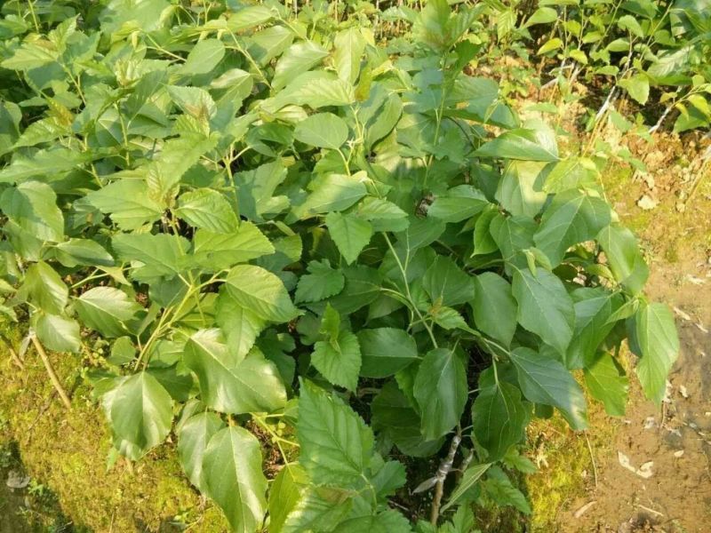 长果桑树苗40~50cm