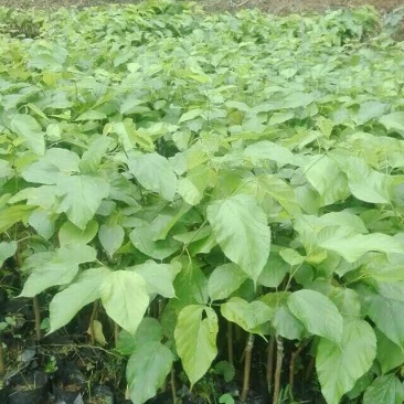 长果桑树苗40~50cm