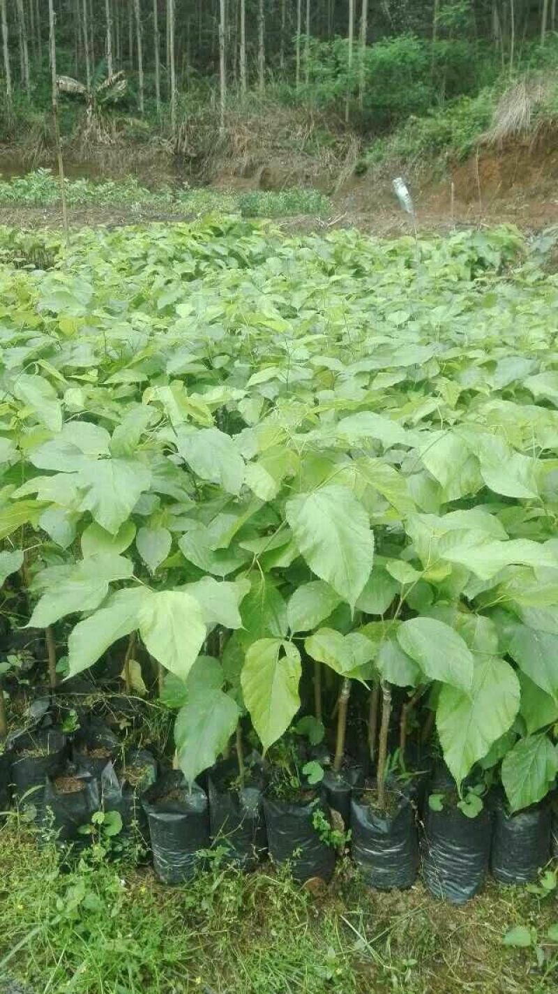 长果桑树苗40~50cm