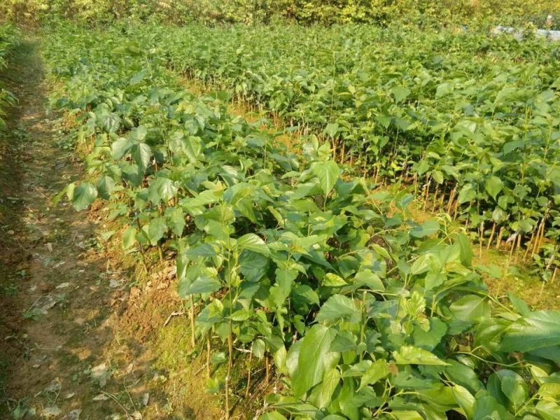 长果桑树苗40~50cm