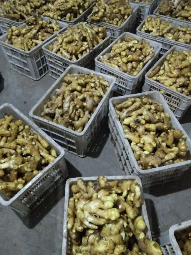 大黄姜5两以上带土