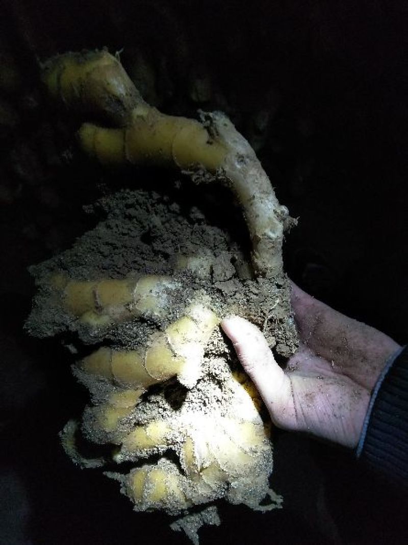 大黄姜5两以上带土