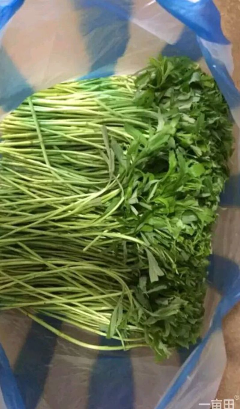 芦篙