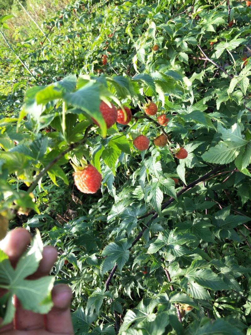 覆盆子苗