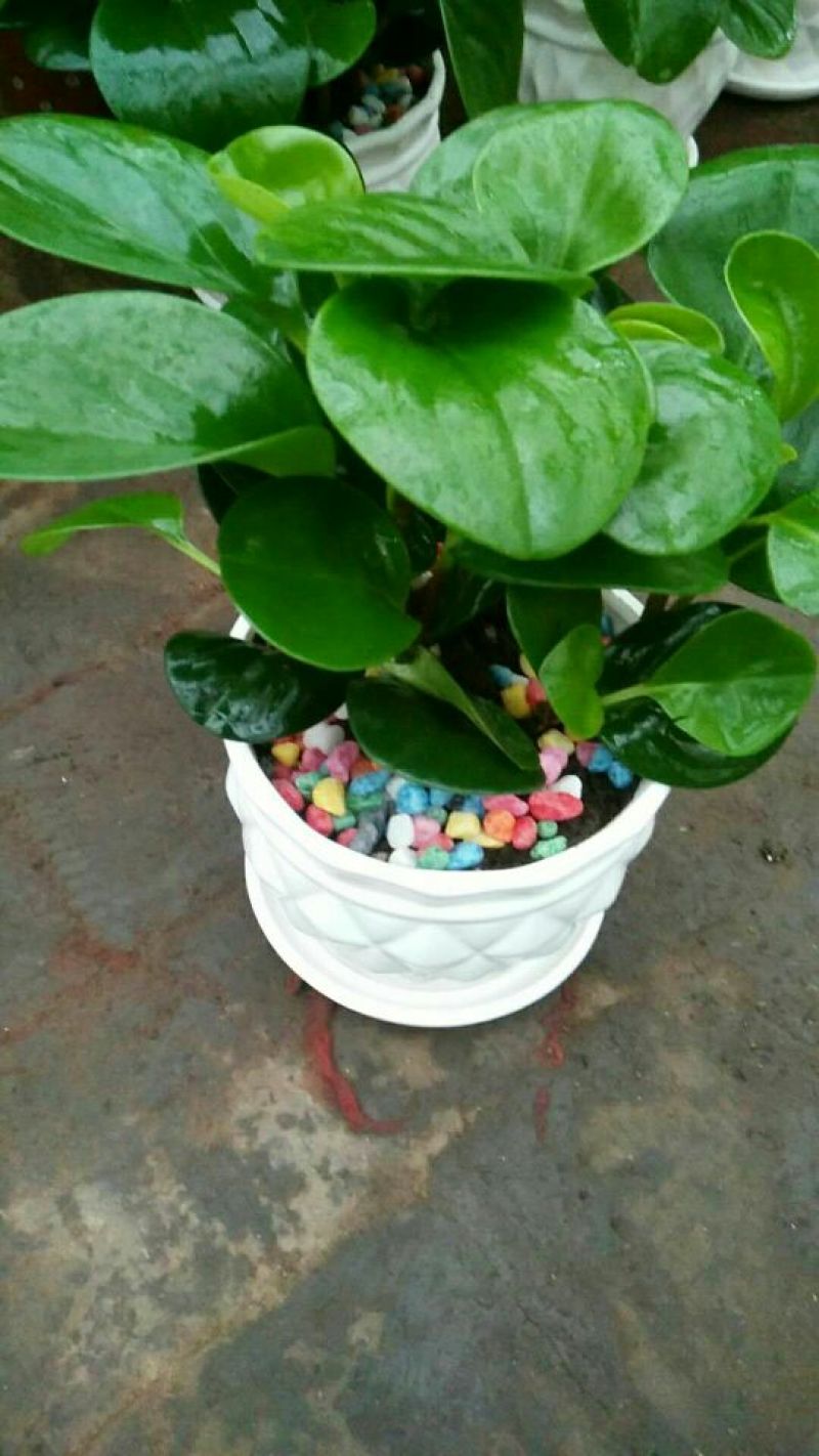 豆瓣绿碧玉