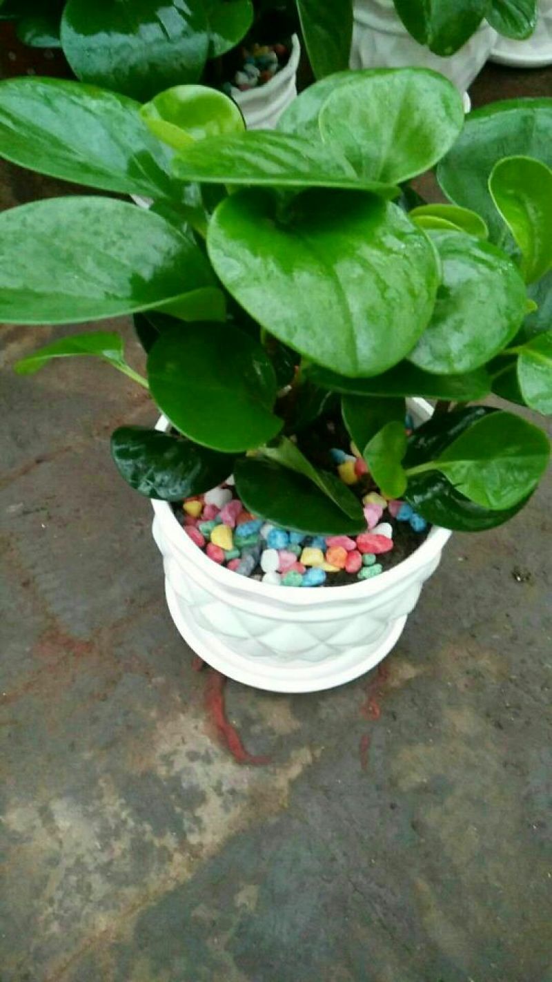 豆瓣绿碧玉