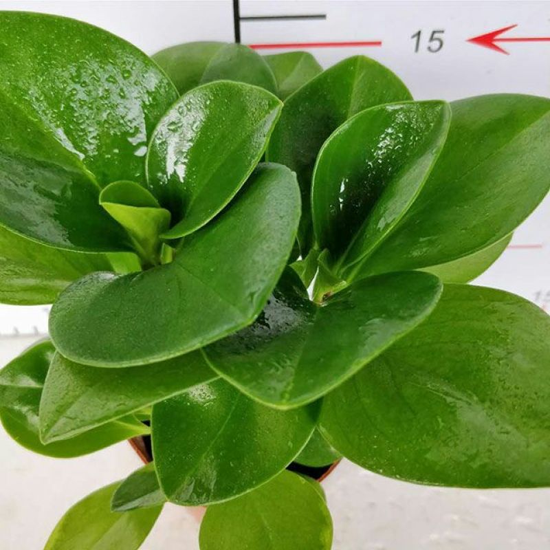 豆瓣绿碧玉