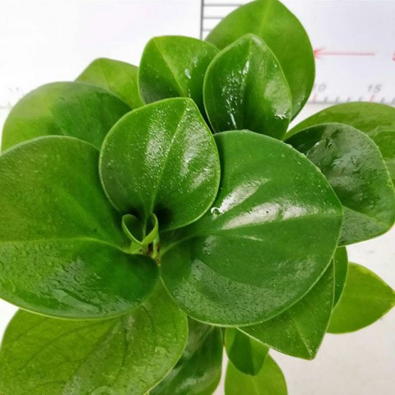 豆瓣绿碧玉