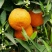 黄果柑6~6.5cm优质果联系我时，请告诉我是通过一亩