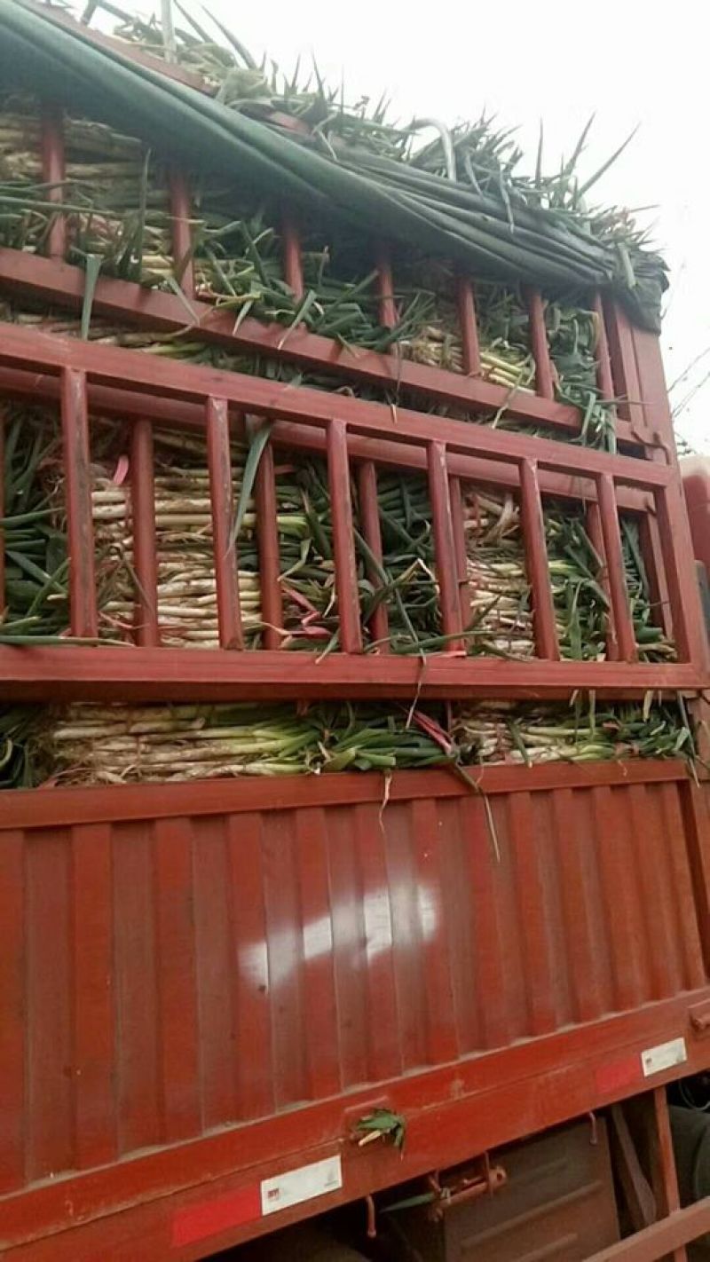 河南精品长白大葱货源充足产地直销欢迎来电咨询