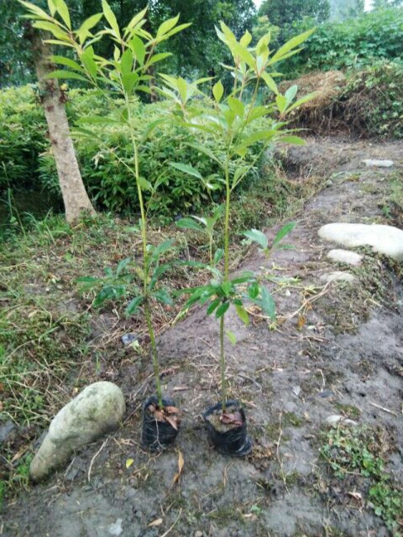 金丝楠木苗50~80cm杯苗发货耐运输好存活品种齐全