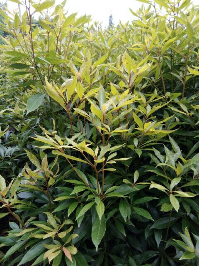 金丝楠木苗50~80cm杯苗发货耐运输好存活品种齐全