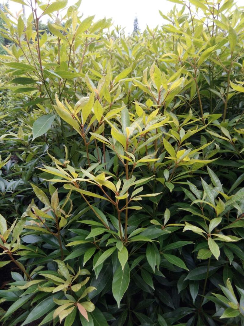 金丝楠木苗50~80cm杯苗发货耐运输好存活品种齐全