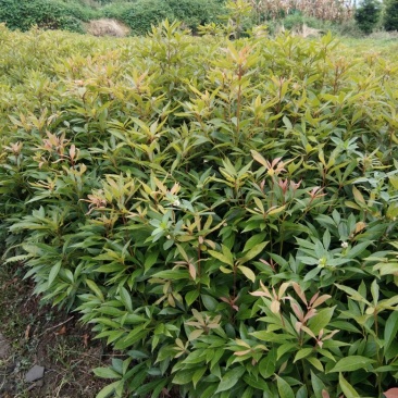 金丝楠木苗50~80cm杯苗发货耐运输好存活品种齐全