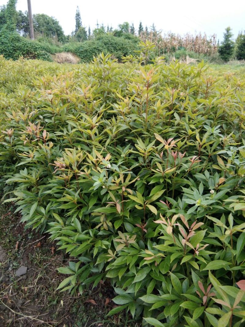 金丝楠木苗50~80cm杯苗发货耐运输好存活品种齐全
