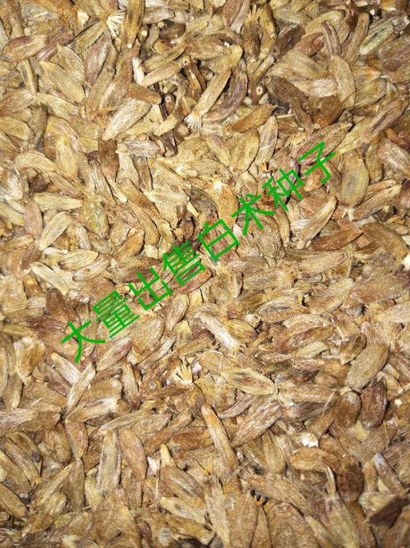 白术种子98%以上