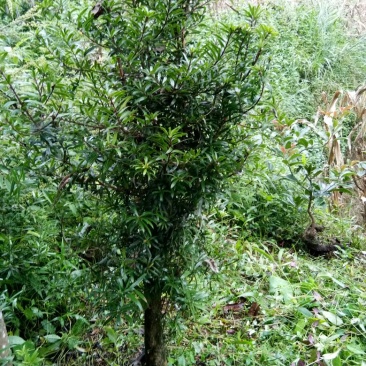 罗汉松树桩5~10cm