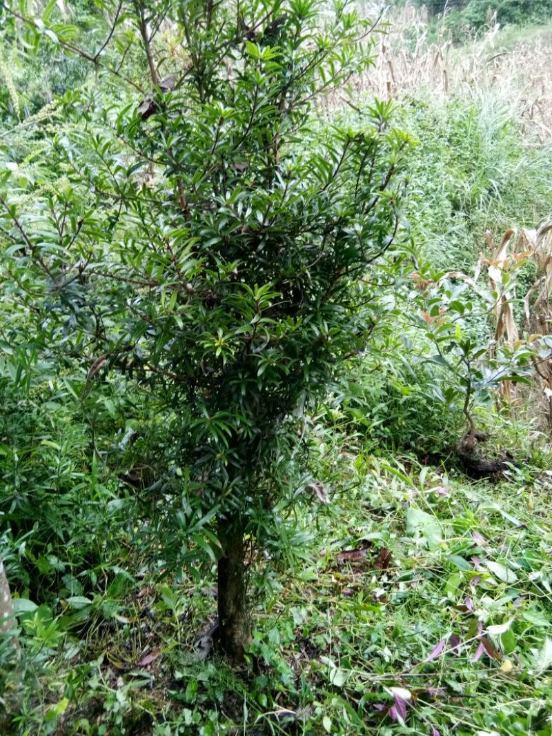 罗汉松树桩5~10cm