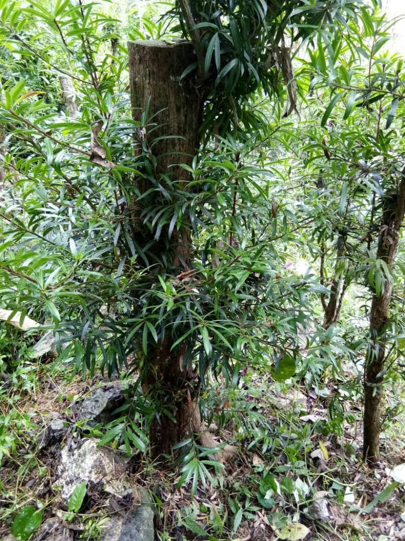 罗汉松树桩5~10cm