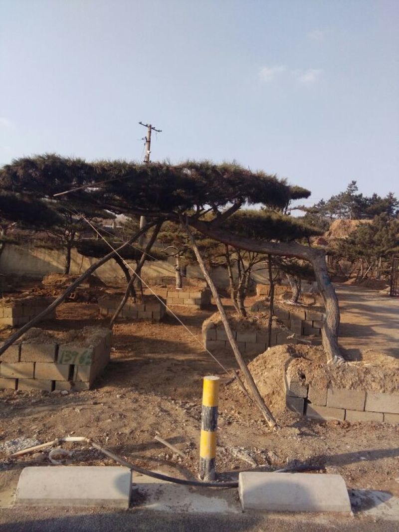 造型松14公分