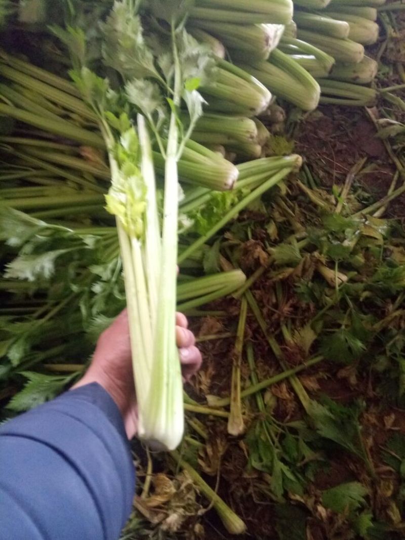 法国皇后芹菜50cm以上159！产地直供菜654399