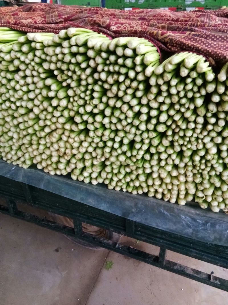 河北西芹法国皇后芹菜55cm以上茎杆脆嫩欢迎联系