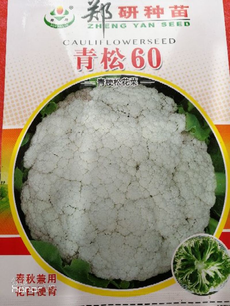 【免盖松花】台湾青梗白花小米粒花球松大花菜厂家直销