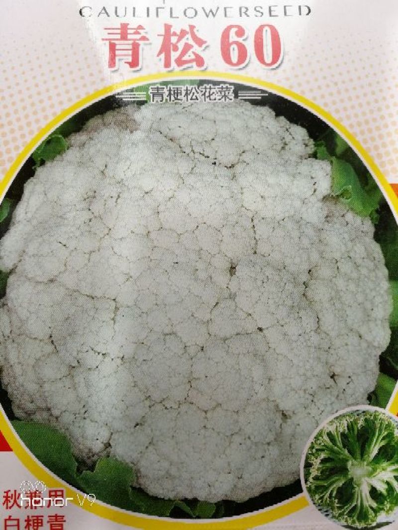 【免盖松花】台湾青梗白花小米粒花球松大花菜厂家直销