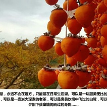 柿饼1两以下