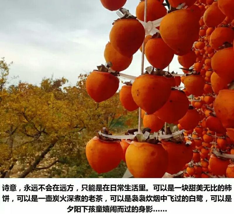 柿饼1两以下